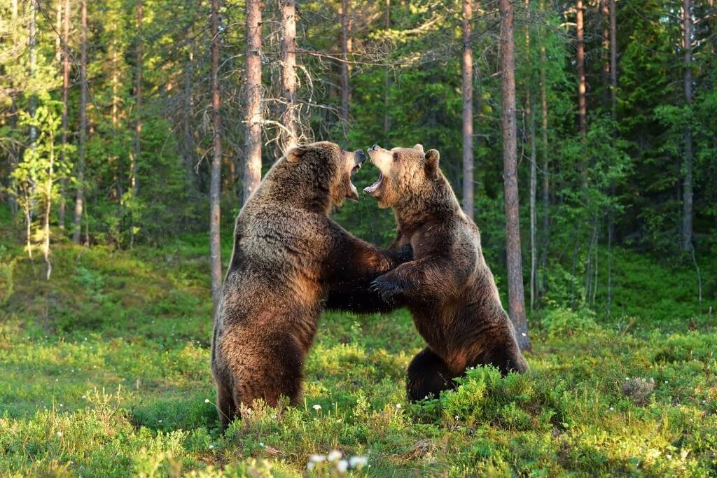 image of two bears fighting